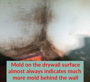 Mold on Drywall in Basement